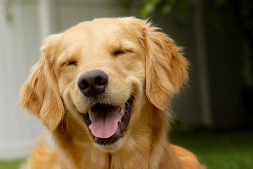 [Image: yes-dogs-smile.jpg]